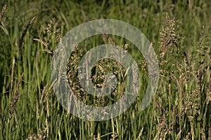 High flowering wild grass - poaceae.