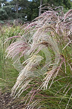 High flowering wild grass - poaceae