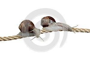 High-flying snails photo