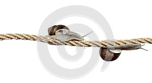 High-flying snails on cord photo