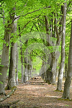 High Forrest trees in the woods with walking foot path