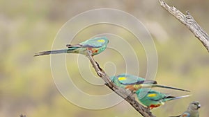 high frame clip of mulga parrots on a branch at gluepot