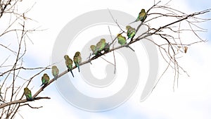 high frame rate clip of a budgie flock in a tree at redbank waterhole