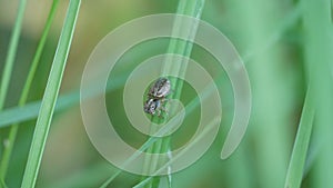 high frame rate clip of a female maratus splendens on a blade of grass