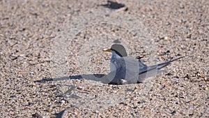 high frame rate clip of a little tern adult settling onto its nest