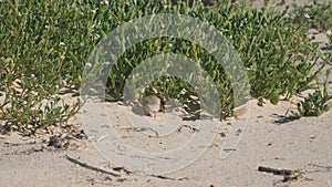 high frame rate clip of a little tern chick sitting on a beach