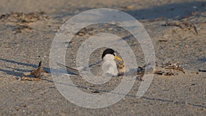 high frame rate clip of a little tern chick snuggling up to a parent