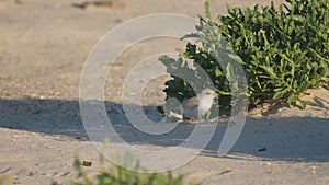 high frame rate clip of a little tern chick standing on a beach