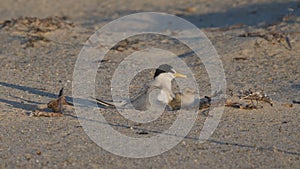 high frame rate clip of little tern chicks returning to a parent