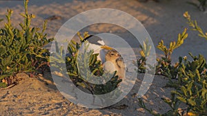 high frame rate clip of a little tern and its chick sitting together at sunset