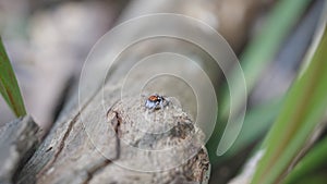 high frame rate clip of a male maratus volans spider turning towards camera