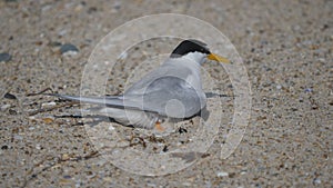 high frame rate close up of a little tern returning to its eggs