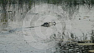 high frame rate tracking shot from the rear of a crocodile