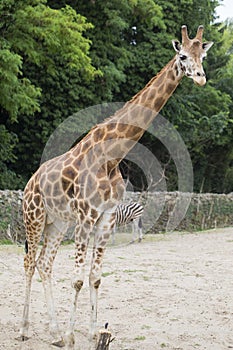 High giraffe stands in the sand