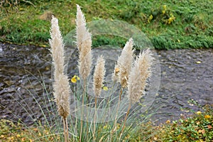 High golden meadow grass with small creek