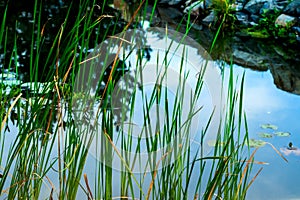High grass against the pond with a reflection of the sky