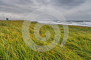 High grass growing on dunes. View of the Avachinskaya Bay, Russia.