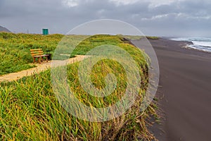 High grass growing on dunes. View of the Avachinskaya Bay, Russia.