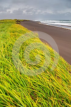 High grass growing on dunes. View of the Avachinskaya Bay, Russia.
