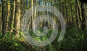 High grass in a humid deciduous forest, nature background