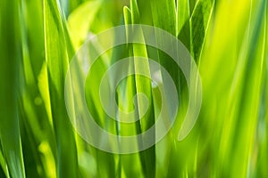 High grass, positive green photo