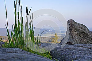 High grass with stones on vantage point Mandelstein, Austria