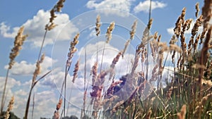 High grass sways in the wind in the field. Blowing wind in the rural scene.