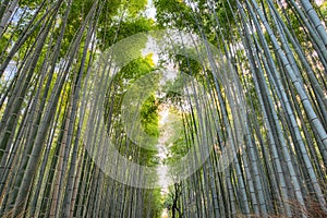 High green bamboo forest in Arashiyama, Kyoto, Japan