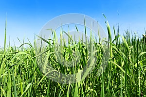 High green grass and blue sky