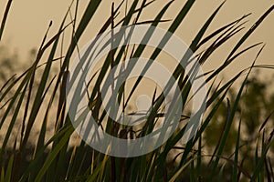 High Green Grass wind and evening sunset