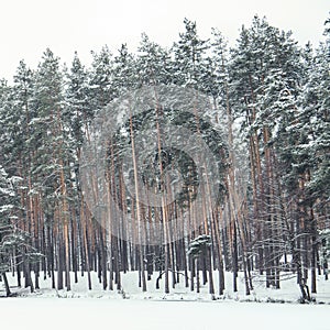 Green pines covered with snow in forest