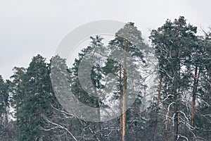 high green pines in snowy forest