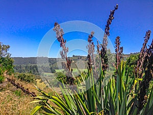 High growing plants at picturesque Rakaia Gorge on the South Island of New Zealand