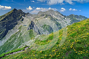 High hackly mountain ridges with yellow dandelion flowers,Fagaras,Romania photo