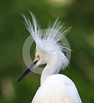 High headdress on Snowy White Egret in breeding plumage