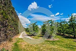 High hedges and orchard