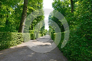 High hedges in the park