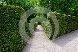 High hedges in the park photo