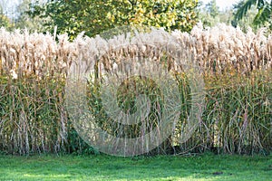 High herbs at sundown