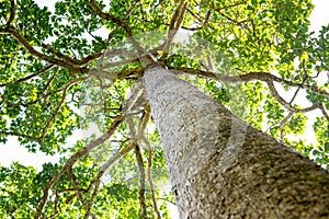 High huge tree photo