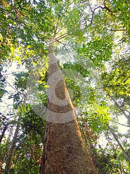 A high iron tree with green foliage in the morning