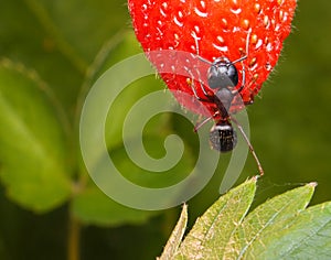 High jump of ant