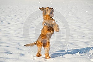 High jumping briard puppy on snow with open mouth.