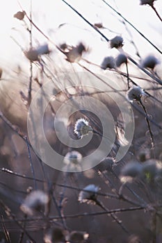 High key abstract thistle