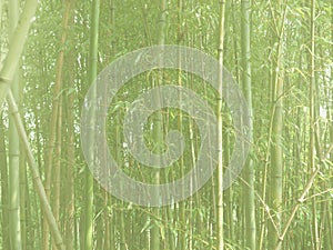 high key bamboo tree (Bambusoideae) background