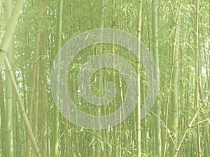 high key bamboo tree (Bambusoideae) background photo