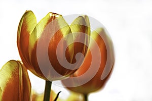 High key, Bright Red and Yellow Tulips on a white background