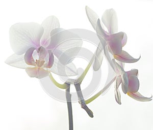 High-key exposure photo of white Phalenopsis orchid flower