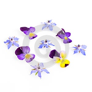 High key filtered image of edible flowers