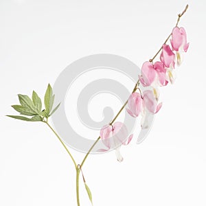 A high key image of beautiful pink bleeding heart flowers